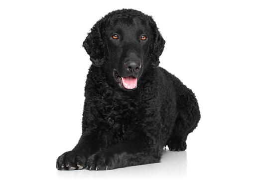 Curly Coated Retriever Dog Breed Information Purina